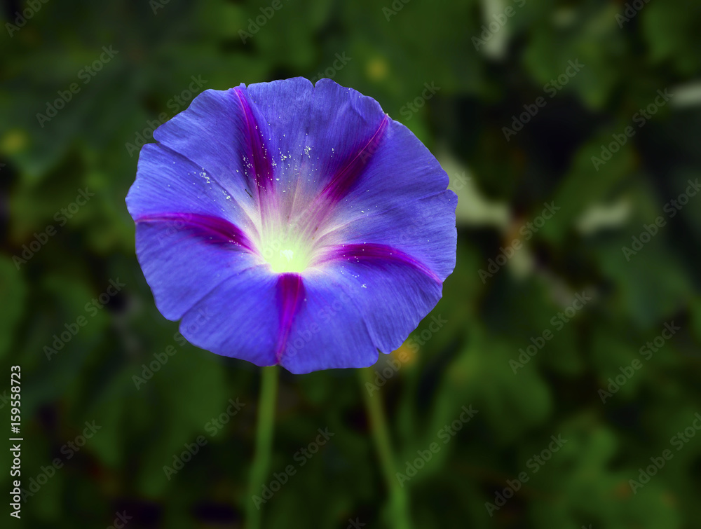 slak, Ipomoea purpurea slak, Ipomoea purpurea