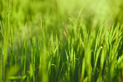 Green grass, dew on the grass, sun rays fall on the grass