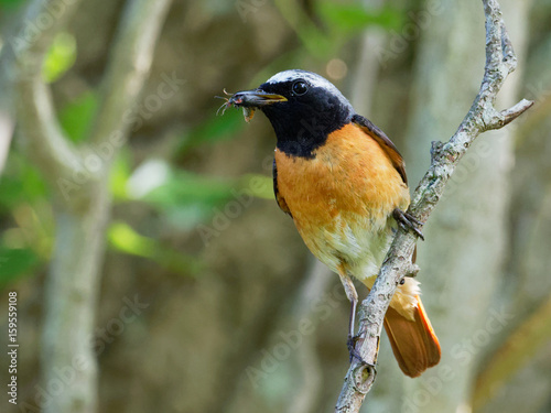 Redstart - Phoenicurus phoenicurus