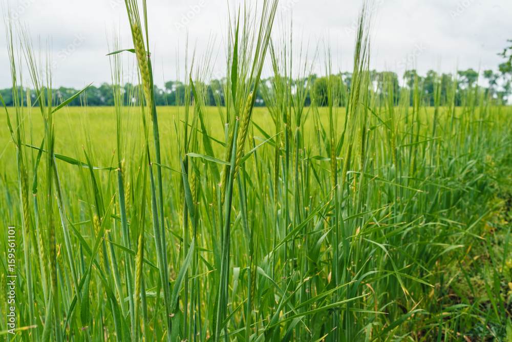 Obraz premium Green wheat field, beautiful sky with clouds, free space for text. Sunny agriculture landscape, background. Wheat field with green spikelets. Macro photo of green of wheat