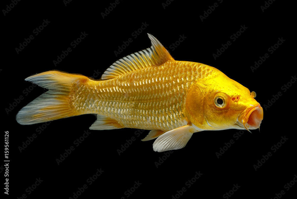 Golden koi fish isolated on a black background Stock