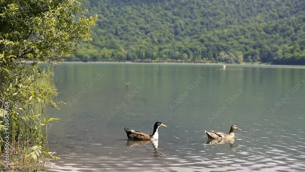Azerbaijan National Park mountain lake and forest. Island in middle of lake.Great for themes of summer outdoor adventure, mountain tourism, travel, nature, exploration. Summer mountain lake landscape. Azerbaijan National Park mountain lake and forest. Island in middle of lake.Great for themes of summer outdoor adventure, mountain tourism, travel, nature, exploration. Summer mountain lake landscape.