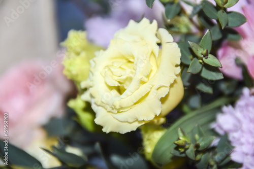 White yellow rose flower abstract background macro bokeh petals