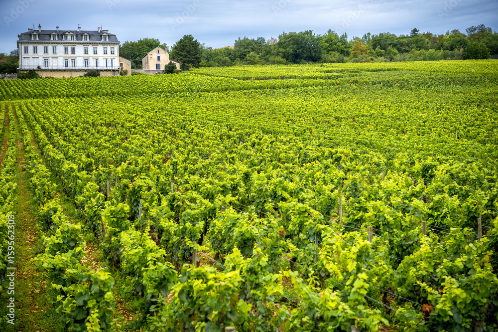 Chateau with vineyards, Burgundy, France