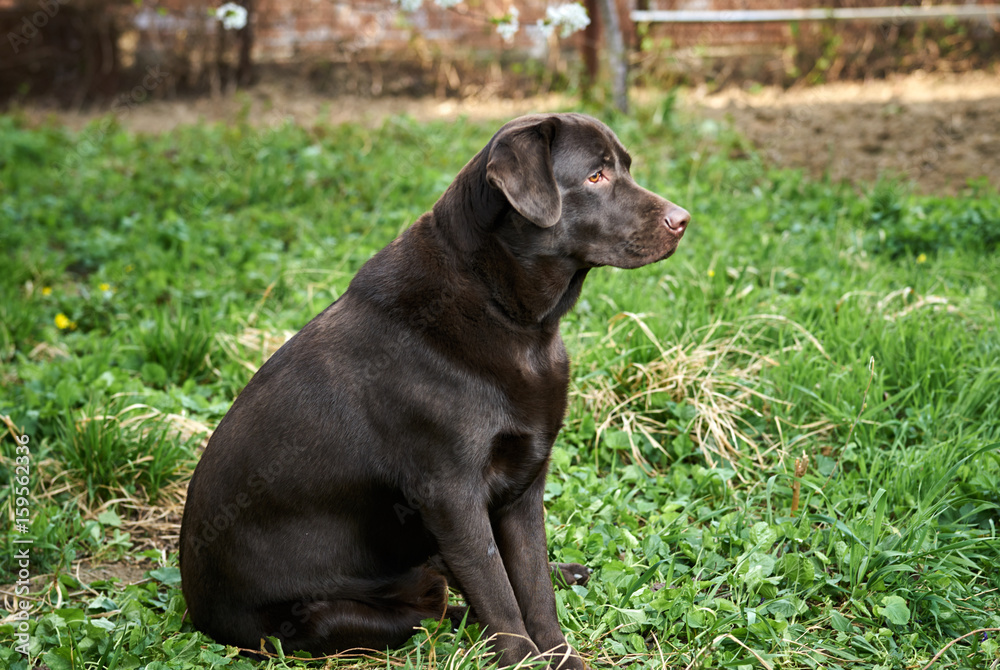 Dog labrador, labrador sits on the grass