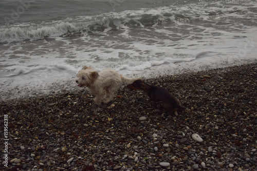 собаки играют на морском побережье