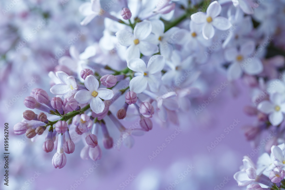 The lilac flowers.