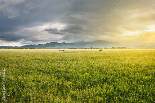 Field at sunset with wheat and mountains view in the far distance