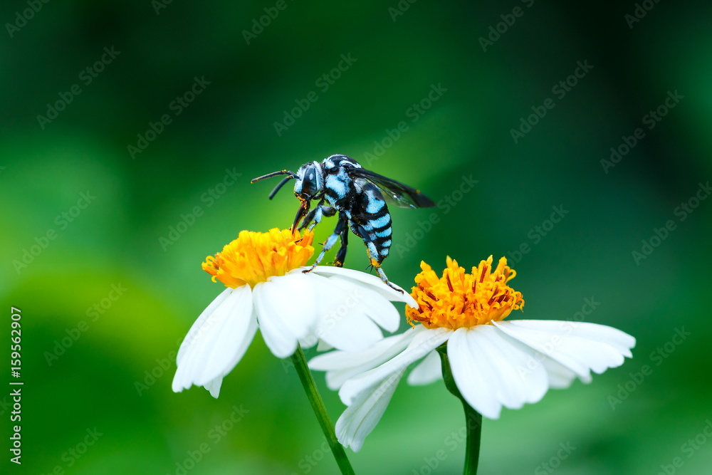 Obraz premium Bee on flower,bee,Insect,bug .