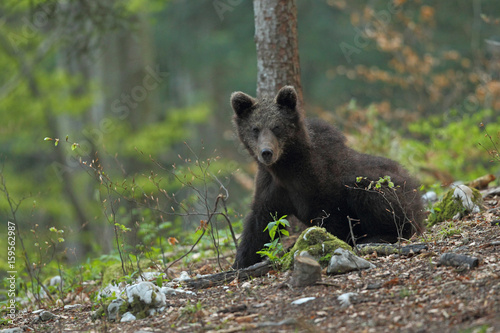Slovenian bear © Paolo