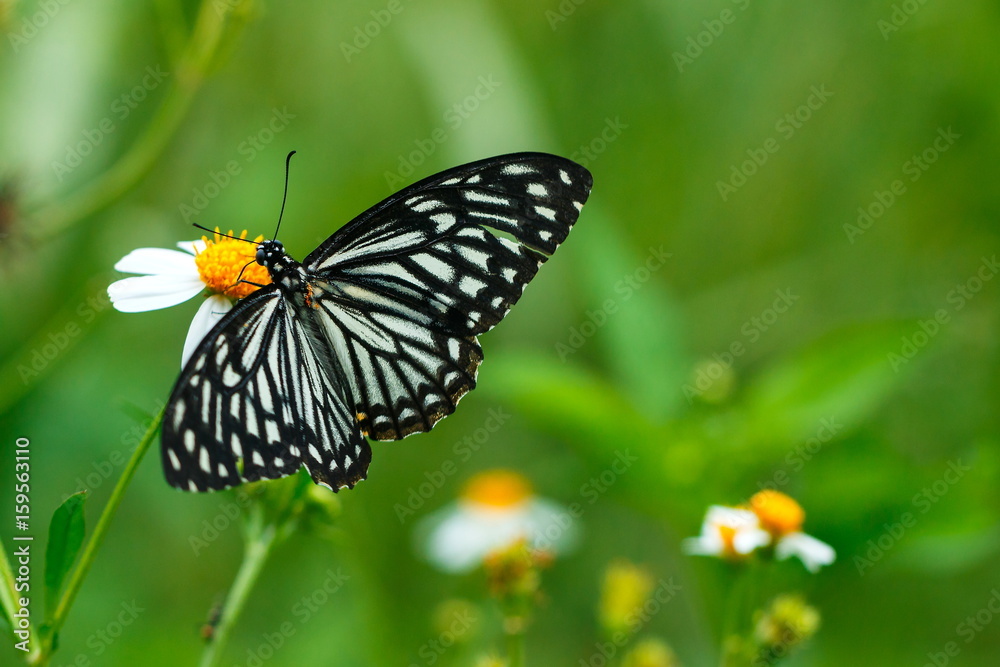 butterflies ,bug, butterfly, insect. butterflies ,bug, butterfly, insect.