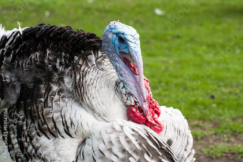 Portrait of a turkey male or gobbler closeup on a green background photo