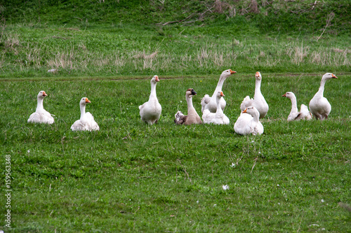Flock of geese grazing on grass in spring field © kolesnikovserg
