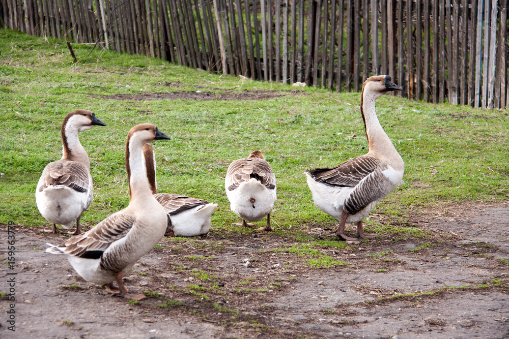 Flock of geese on the grass near the fence Flock of geese on the grass near the fence