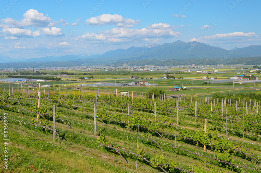 Fototapeta premium 田園風景