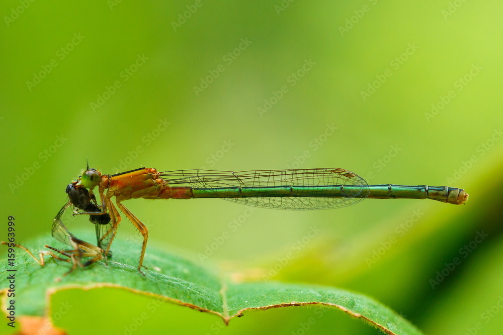 Dragonfly,insect,bug.