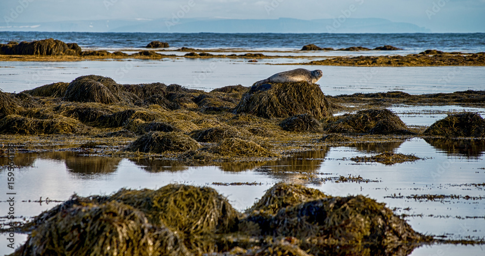 Naklejka premium Seals resting in Ytri Tunga beach in Iceland
