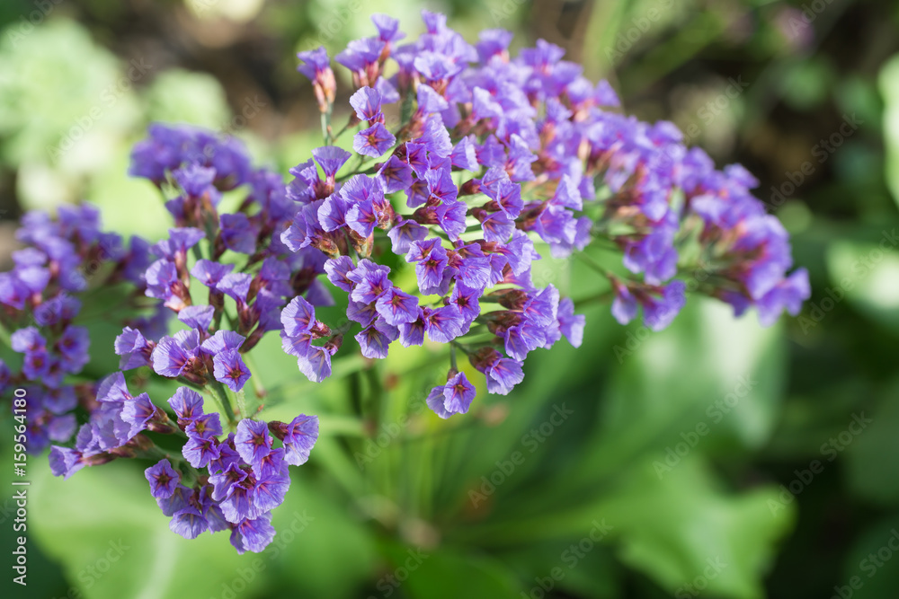 Flaumhaariger Strandflieder, Limonium puberulum Flaumhaariger Strandflieder, Limonium puberulum