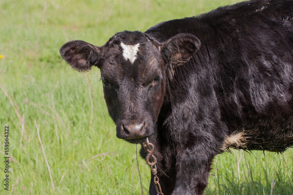 young black bull grazing on grass in the village young black bull grazing on grass in the village