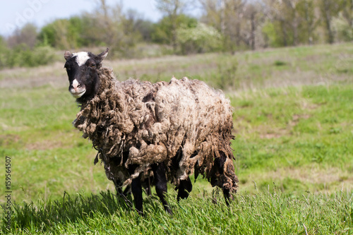 Sheep with dirty wool grazing in a meadow