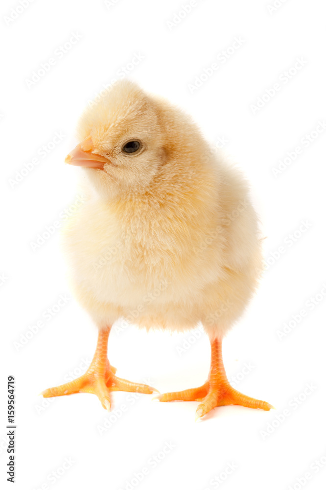 Cute little chicken isolated on white background Cute little chicken isolated on white background