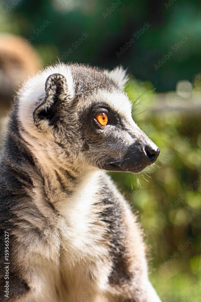 lemur monkey lemur monkey