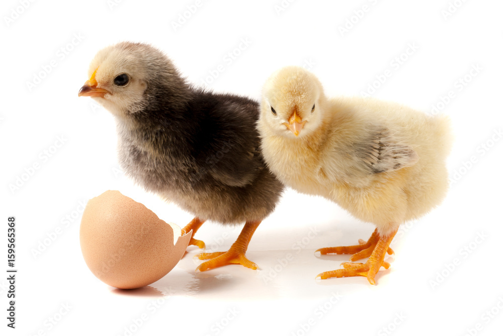 Cute little chicken with eggshell isolated on white background