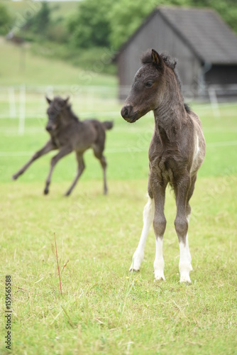 Islandpony auf einer Weide