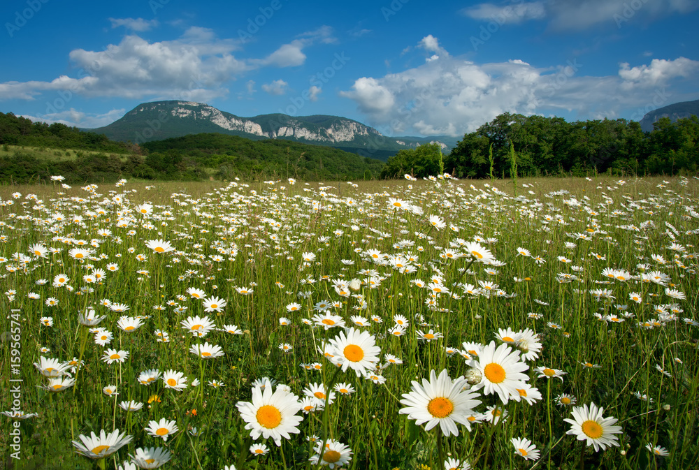 Beautiful landscape with daisy flowers and mountain on the background