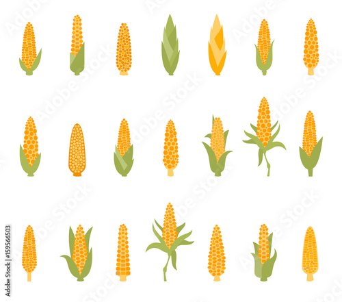 Set of corn with green leaves.