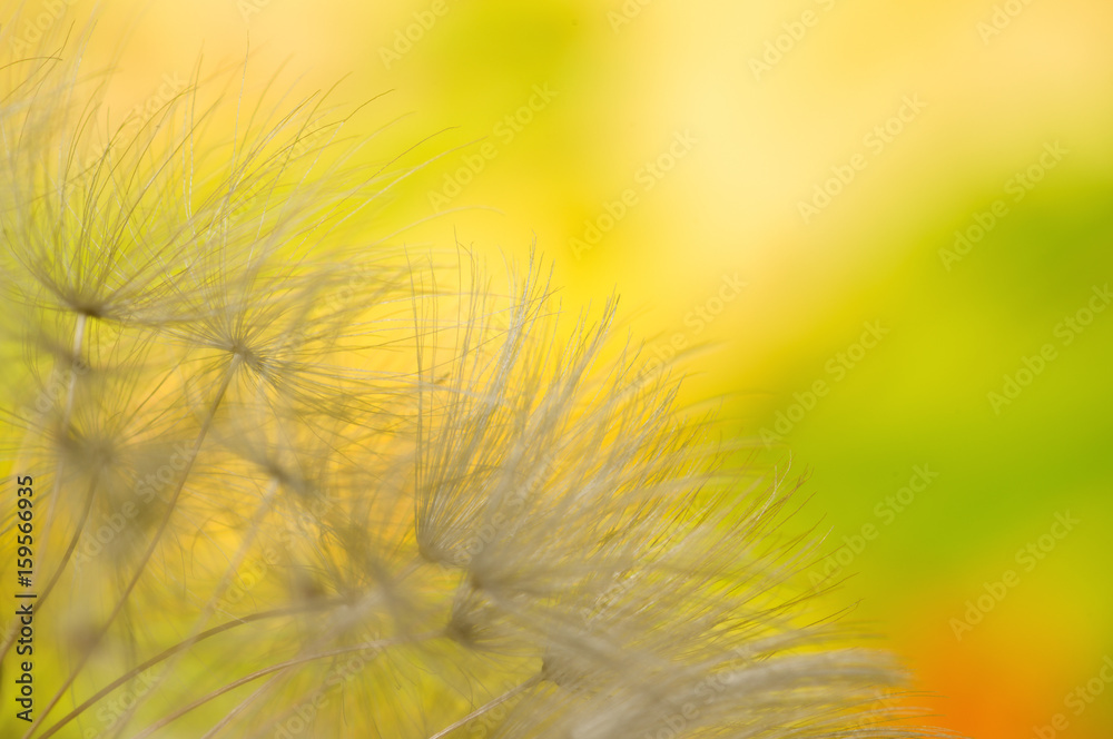 Dandelion flowers seeds on meadow outdoors sunny day summer abstract background. Low depth of field. 