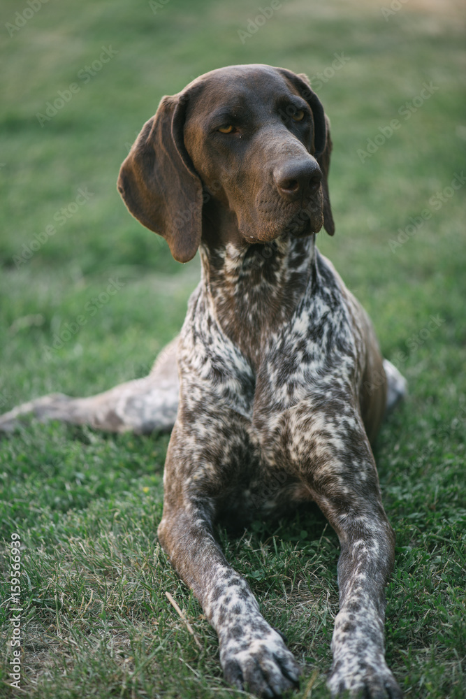 German pointer dog lying in garden or back yard