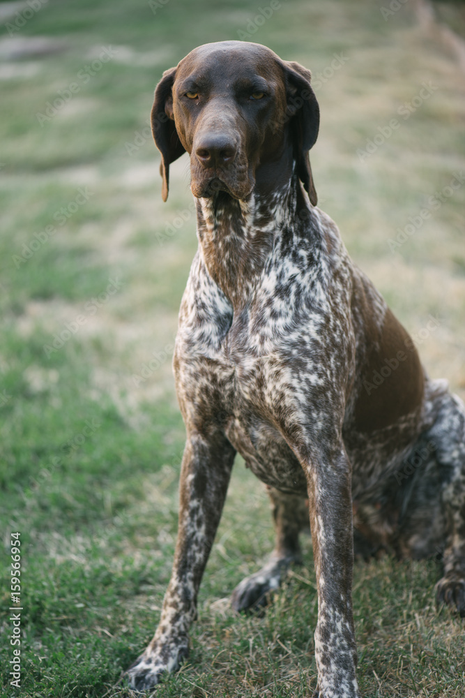 German pointer dog lying in garden or back yard German pointer dog lying in garden or back yard