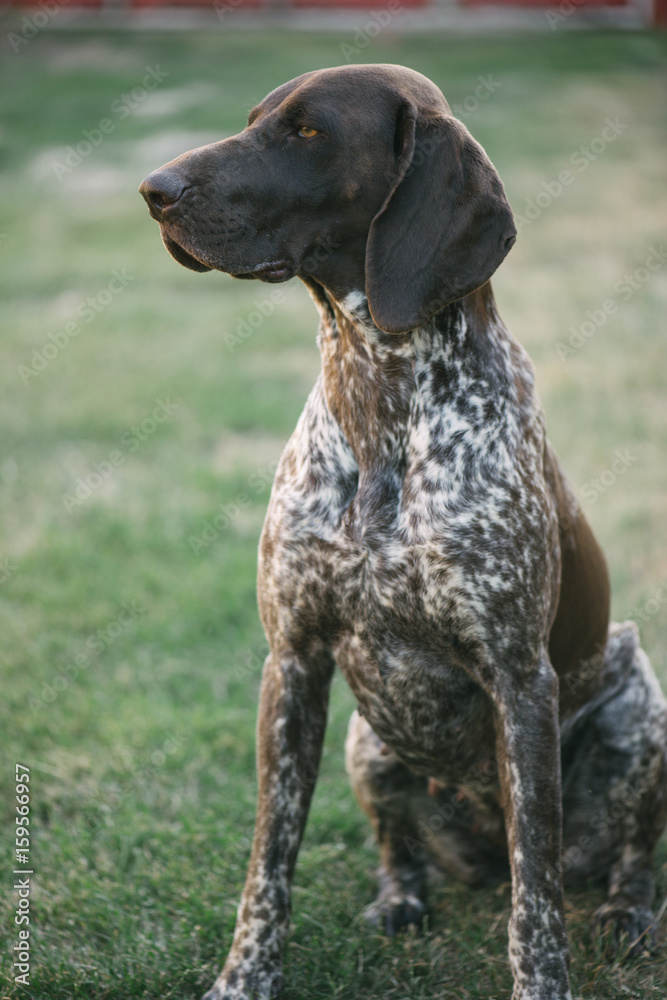 German pointer dog lying in garden or back yard