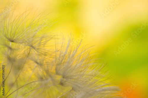 Dandelion flowers seeds on meadow outdoors sunny day summer abstract background. Low depth of field. 