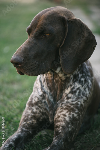 German pointer dog lying in garden or back yard