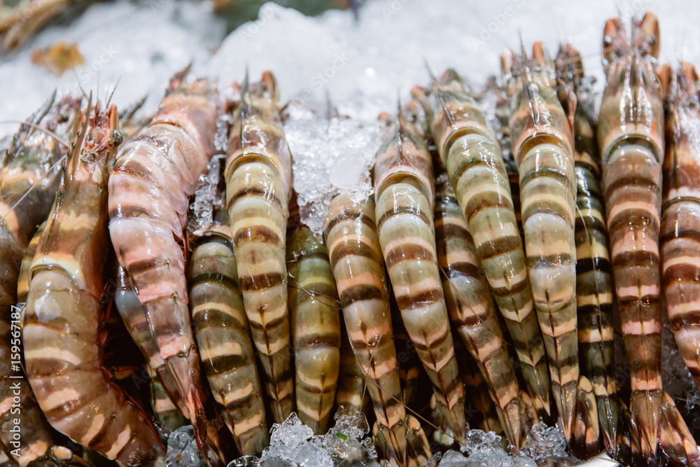 Penaeus monodon, giant tiger prawn or Asian tiger shrimp. Penaeus monodon, giant tiger prawn or Asian tiger shrimp.