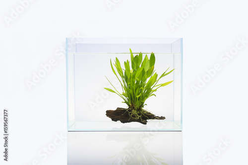 Fish tank with aquatic plant © teestock