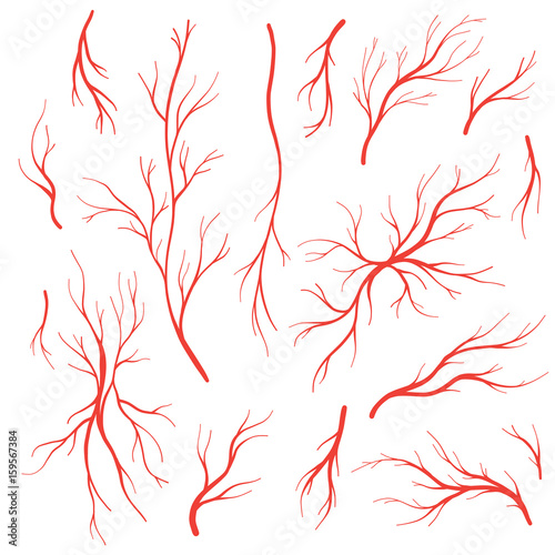 Human blood veins and arteries vector set photo