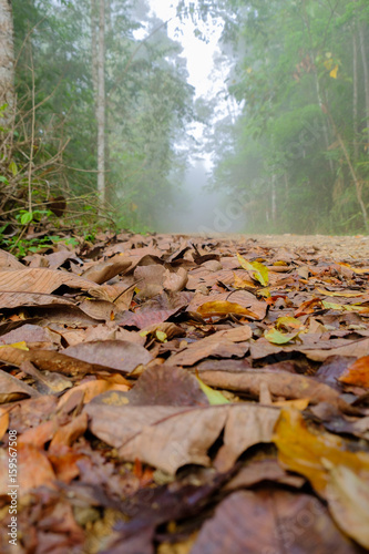 Dry leaves fall down the foggy road in the woods.