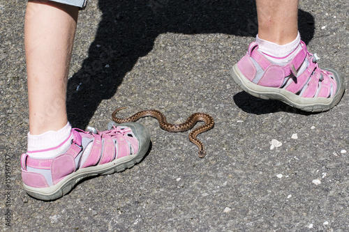 child walk close of poison snake