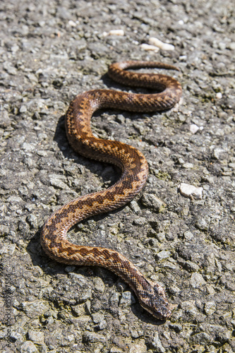 european clasic poison snake viper on the ground