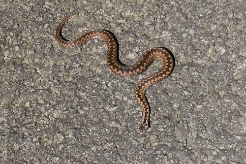 european clasic poison snake viper on the ground