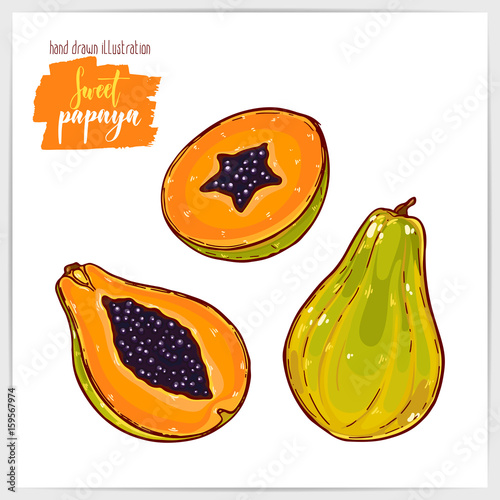 Vector illustration of hand drawn papayas.