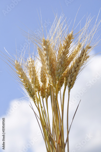 Ears of ripe wheat against the sky
