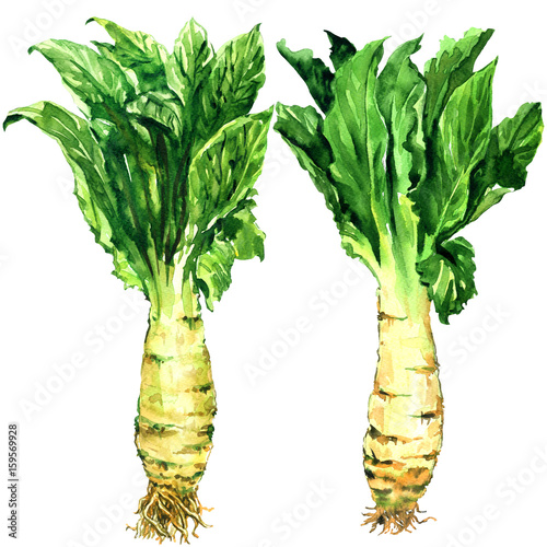 Asparagus lettuce, celery, celtuce vegetable, stem and green leaves isolated, watercolor illustration on white photo