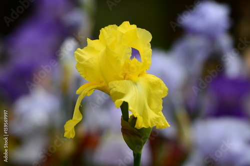 Fototapeta Naklejka Na Ścianę i Meble -  Beautiful Irises blossoming in a garden, Garden of Iris in Florence, Italy.