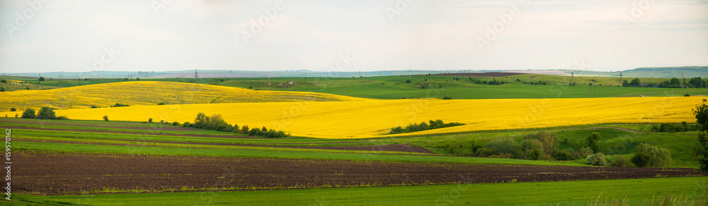 Photo of rapeseed yellow field. Canola field in summer day.