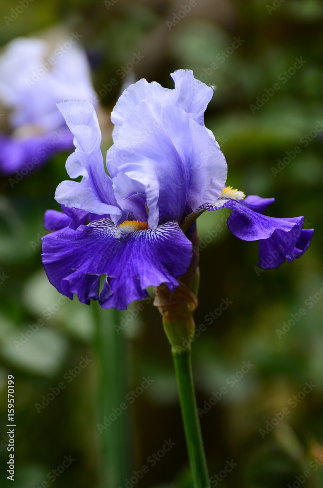 Beautiful Irises blossoming in a garden, Garden of Iris in Florence, Italy.