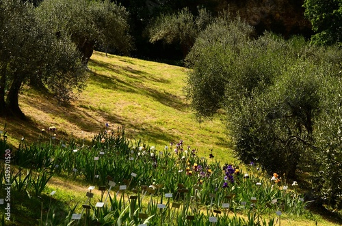 Fototapeta Naklejka Na Ścianę i Meble -  Garden of Iris at Florence in tuscany, Italy.